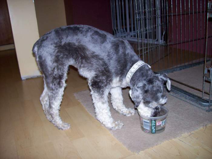 Miniature Schnauzer Breeding