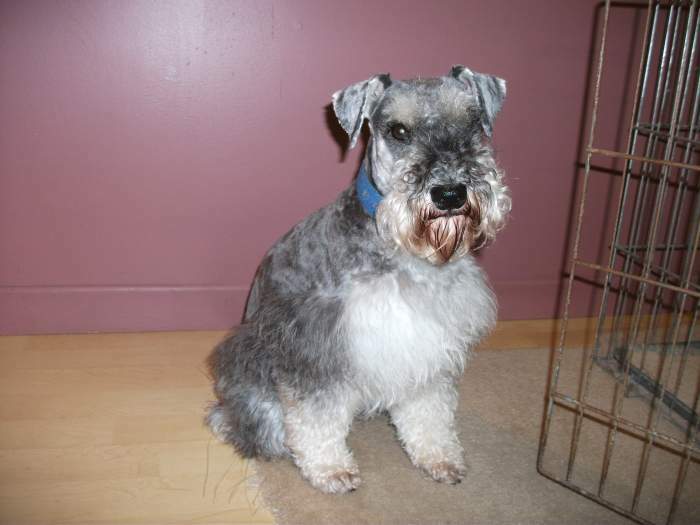 Miniature Schnauzer Breeding