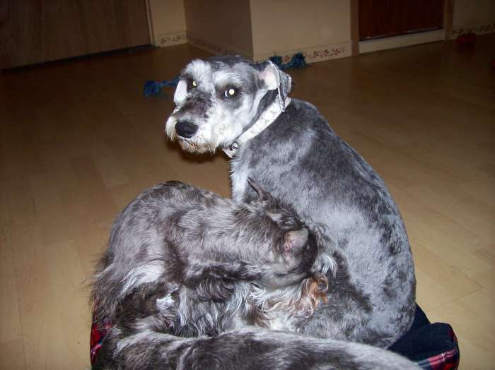 Accouplement Schnauzer Nain