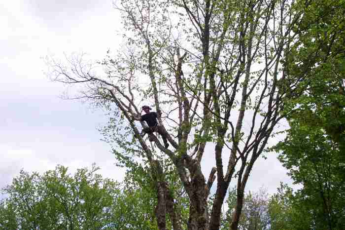 Pierre Ménard Services D'arbres 514-916-0515