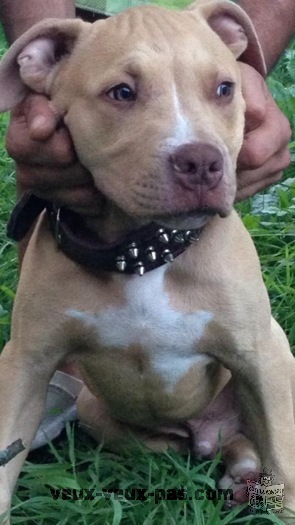 pitbull red nose male