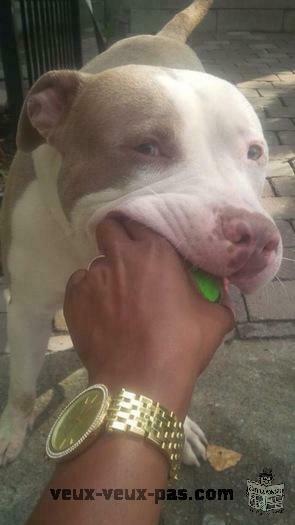 Pitbull Red Nose Bully Male