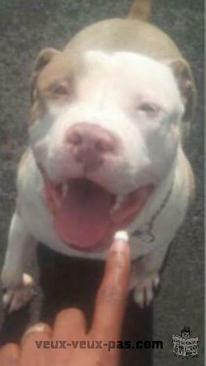 Pitbull Red Nose Bully Male