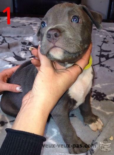 Pitbull XXL bully Blue nose faite vite