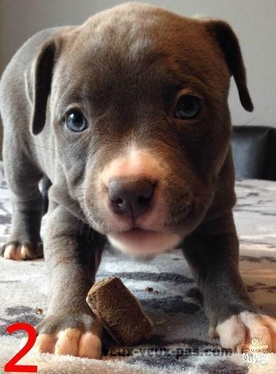 Pitbull XXL bully Blue nose faite vite