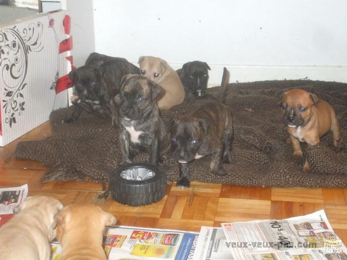 Adorables petits pitbull a vendre