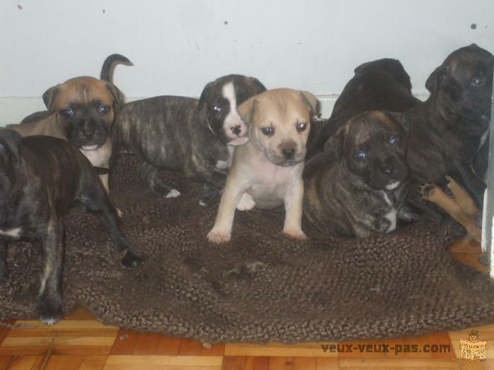 Adorables petits pitbull a vendre