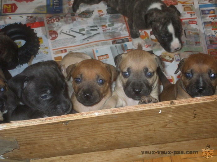 Adorables petits pitbull a vendre