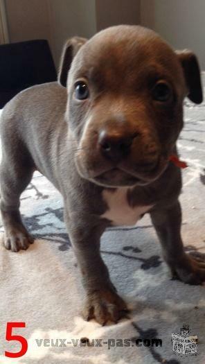 Pitbull Blue nose bully XXL