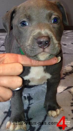 Pitbull Blue nose bully XXL