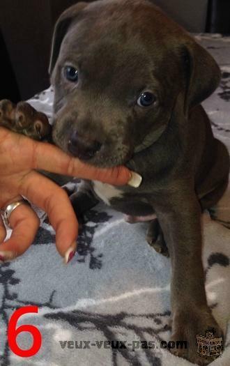 Pitbull Blue nose bully XXL