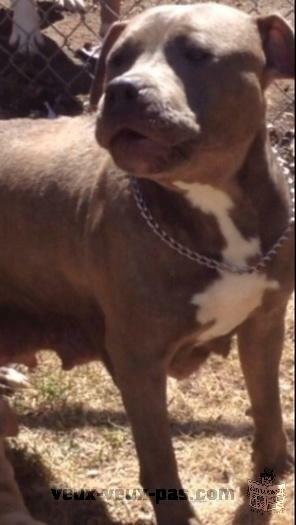 Pitbull bully XXL BLUE NOSE