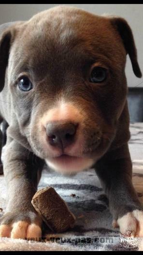 Pitbull bully XXL BLUE NOSE