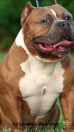 Pitbull bully XXL BLUE NOSE