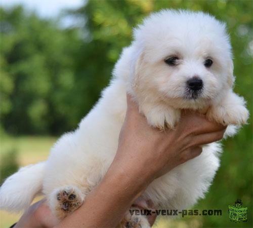 A céder chiot type coton de tulear femelle non lof