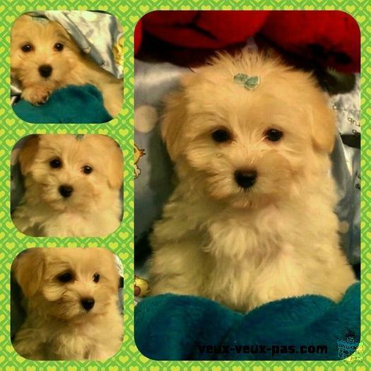 Adorable morkie 575 $