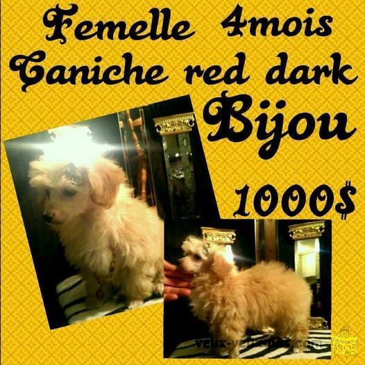 Petit bijou caniche red dark