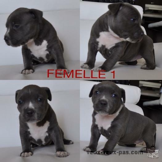 Pitbull Blue Nose Bully XXL