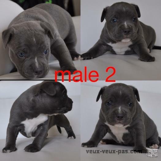 Pitbull Blue Nose Bully XXL