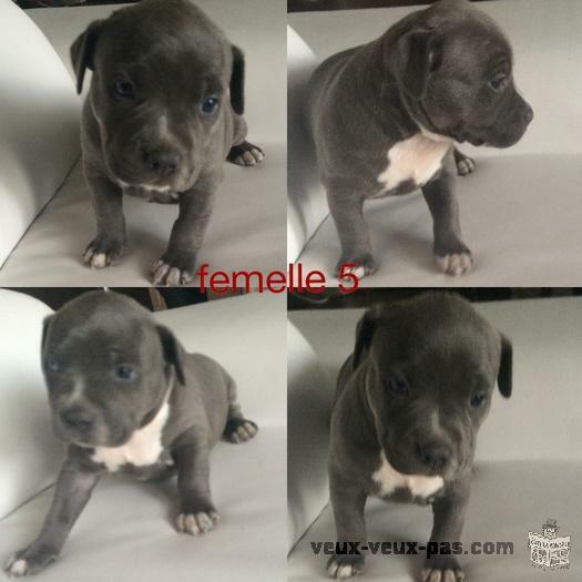 Pitbull Blue Nose Bully XXL