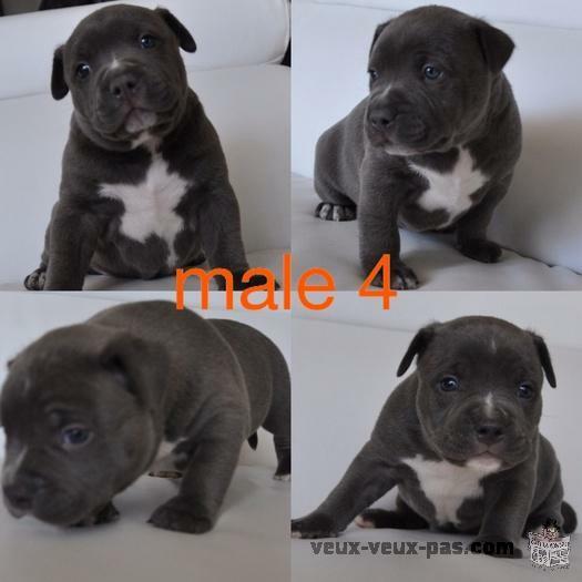 Pitbull Blue Nose Bully XXL