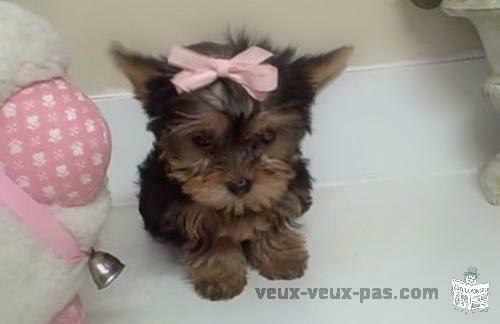 Chiots Yorkie Pour Adoption