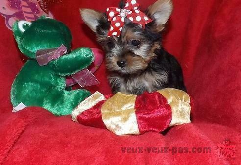 Chiots Yorkie Pour Adoption