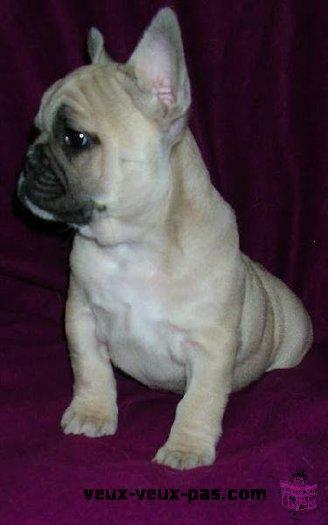 offre Chiot Bouledogue Français Femelle