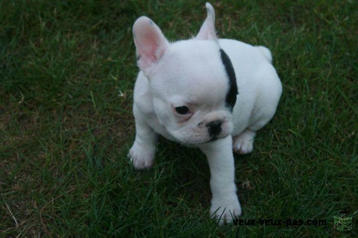 Superbe Chiot bouledogue frrancais à donner