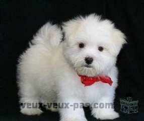 bebe bichon frise a adopter de suite