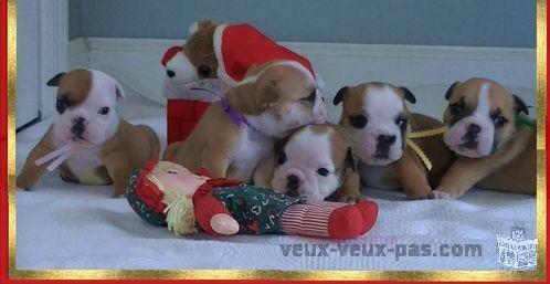 chiots bulldog anglais