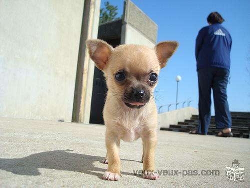 short hair chihuahua puppy of 04 months and brown