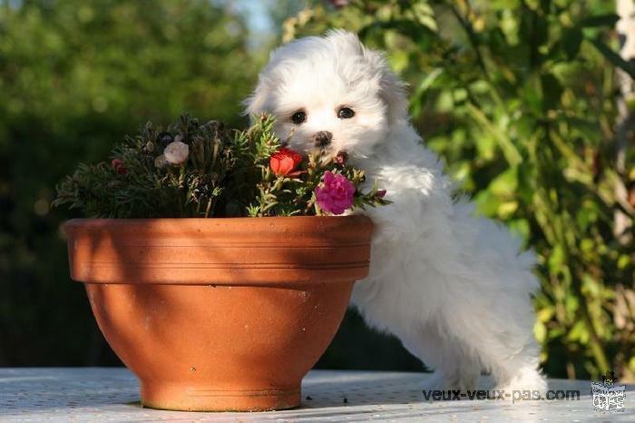 Magnifique chiot BICHON MALTAIS femelle