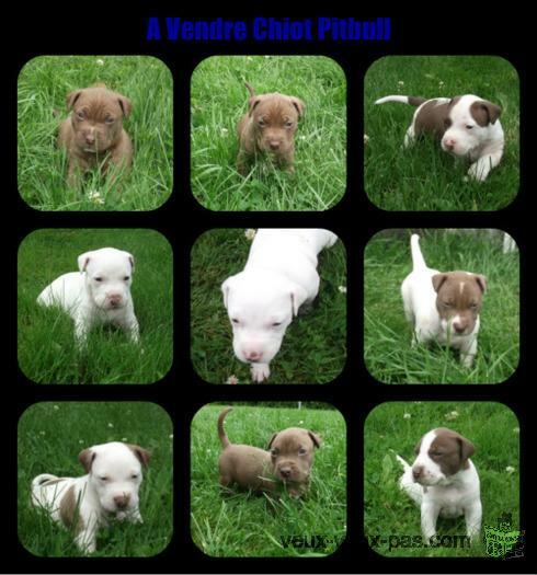 A Vendre Chiot Pitbull (Pure Race)