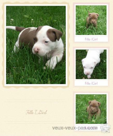 A Vendre Chiot Pitbull (Pure Race)