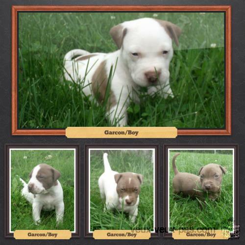 A Vendre Chiot Pitbull (Pure Race)