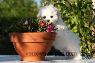 Bichon Maltais