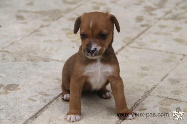 Chiots Jack Russel