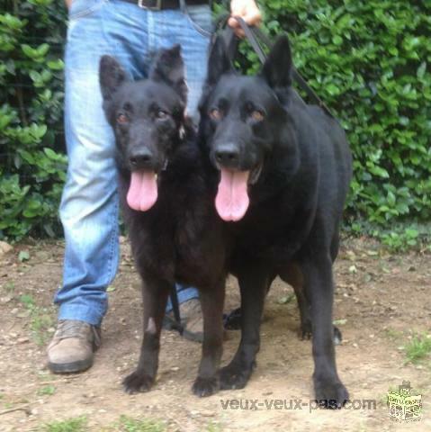 Chiots Bergers Allemands