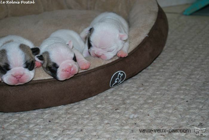 Superbe bébé Bouledogue francais