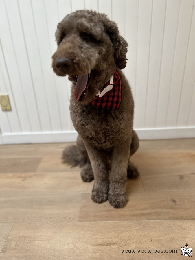 Male Chocolate Brown Poodle for mating