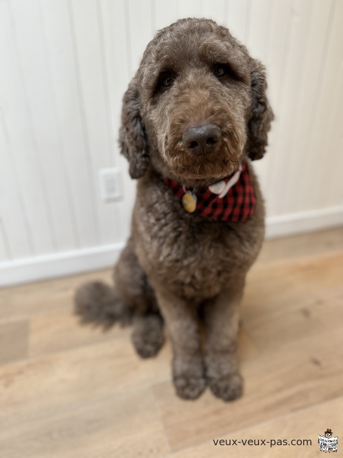 Male Chocolate Brown Poodle for mating