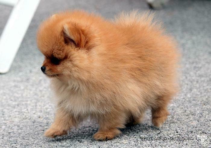 Adorable chiot Spitz Allemand Femelle Naine