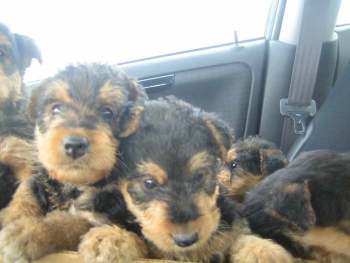 Chiots Airedale
