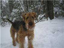 Chiots Airedale