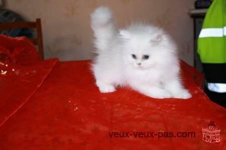 Petite chaton persan chinchilla non lof à donner
