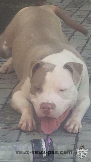 Pitbull Red Nose Bully Male