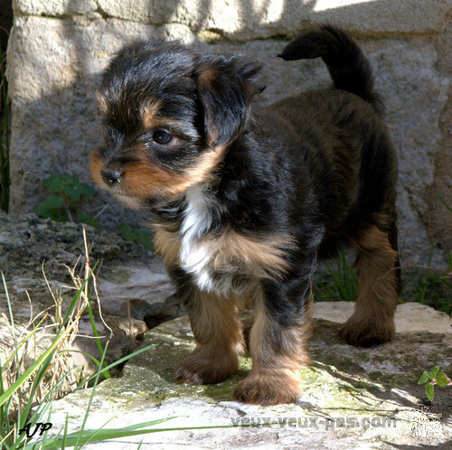 adorable chiot yorkshire