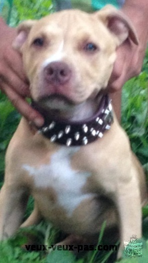 pitbull red nose male