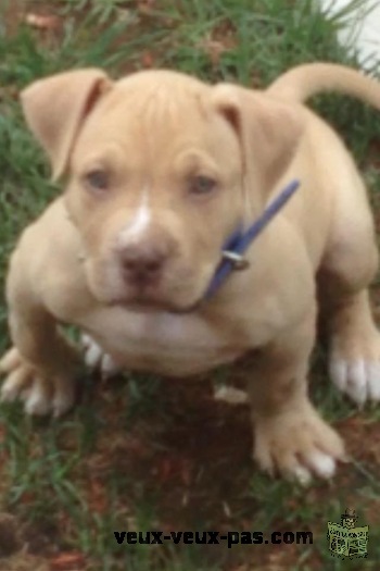 pitbull red nose male
